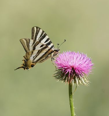Spaanse Koningspage / Southern Scarce Swallowtail
