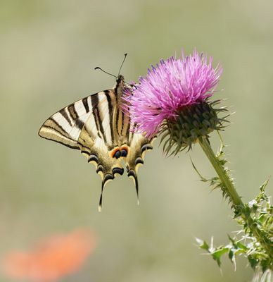 Spaanse Koningspage / Southern Scarce Swallowtail