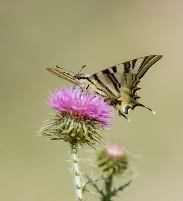 Spaanse Koningspage / Southern Scarce Swallowtail