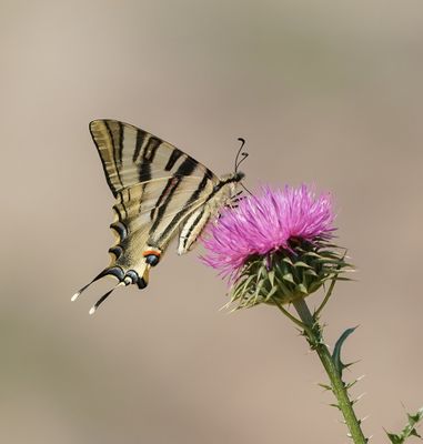 Spaanse Koningspage / Southern Scarce Swallowtail