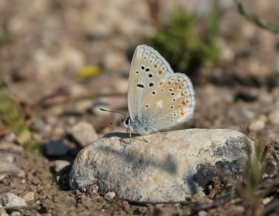 Parelmoerblauwtje / Mother-of-pearl Blue
