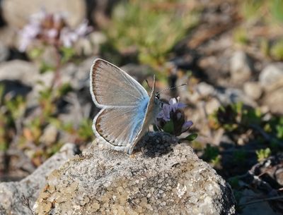 Parelmoerblauwtje / Mother-of-pearl Blue
