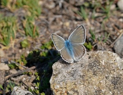 Parelmoerblauwtje / Mother-of-pearl Blue