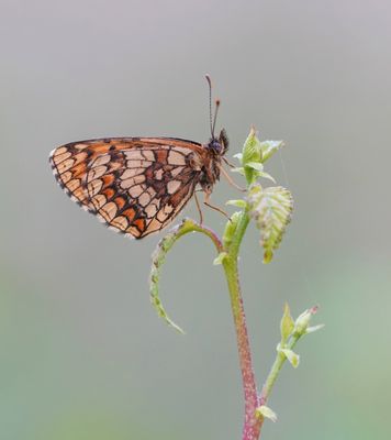 Bosparelmoervlinder / Heath Fritillary