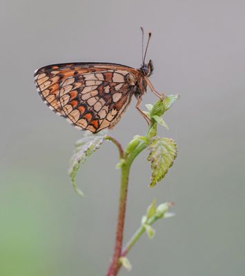 Bosparelmoervlinder / Heath Fritillary