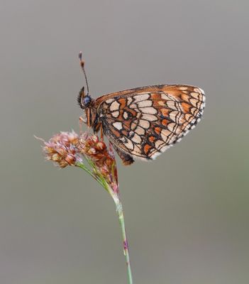 Bosparelmoervlinder / Heath Fritillary