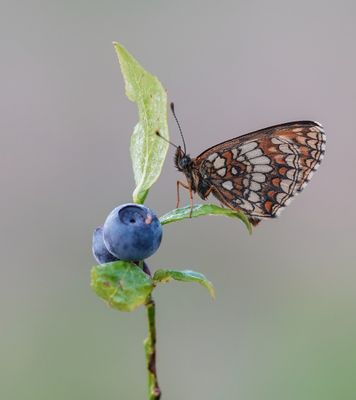 Bosparelmoervlinder / Heath Fritillary