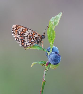 Bosparelmoervlinder / Heath Fritillary