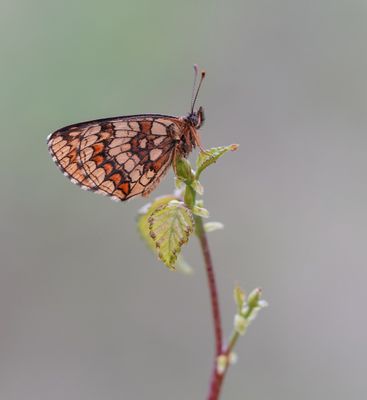 Bosparelmoervlinder / Heath Fritillary