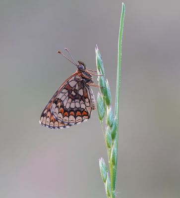 Bosparelmoervlinder / Heath Fritillary