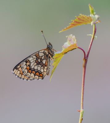 Bosparelmoervlinder / Heath Fritillary