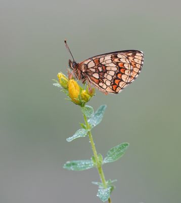 Bosparelmoervlinder / Heath Fritillary