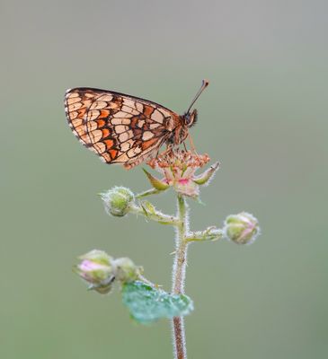 Bosparelmoervlinder / Heath Fritillary