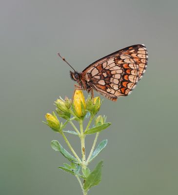 Bosparelmoervlinder / Heath Fritillary