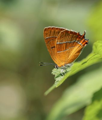 Sleedoornpage / Brown Hairstreak