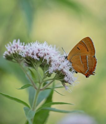 Sleedoornpage / Brown Hairstreak