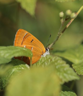 Sleedoornpage / Brown Hairstreak
