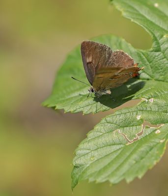 Sleedoornpage / Brown Hairstreak
