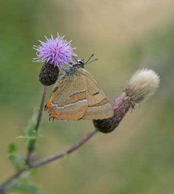 Sleedoornpage / Brown Hairstreak