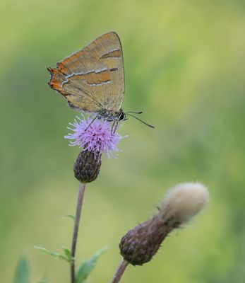 Sleedoornpage / Brown Hairstreak