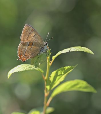 Sleedoornpage / Brown Hairstreak