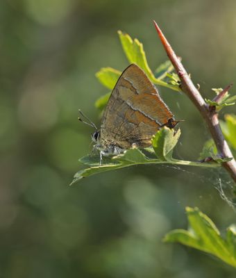 Sleedoornpage / Brown Hairstreak