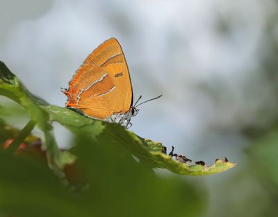 Sleedoornpage / Brown Hairstreak