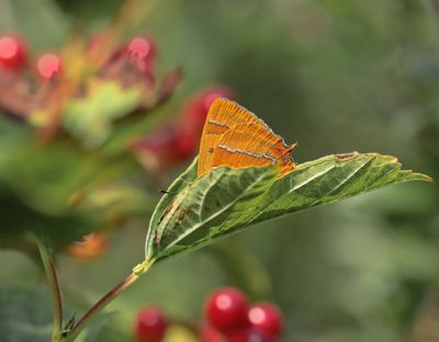 Sleedoornpage / Brown Hairstreak
