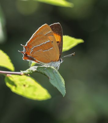 Sleedoornpage / Brown Hairstreak