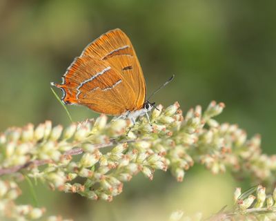 :: Sleedoornpage / Brown Hairstreak ::