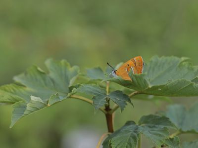 Sleedoornpage / Brown Hairstreak