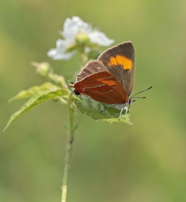 Sleedoornpage / Brown Hairstreak