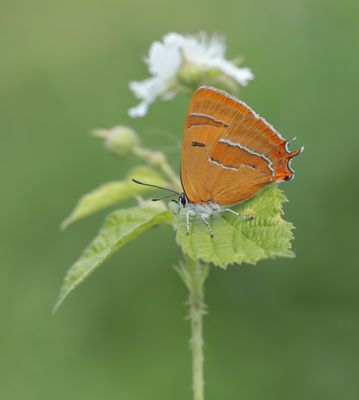 Sleedoornpage / Brown Hairstreak