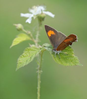 Sleedoornpage / Brown Hairstreak
