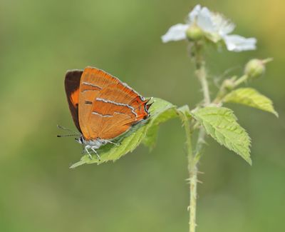 Sleedoornpage / Brown Hairstreak