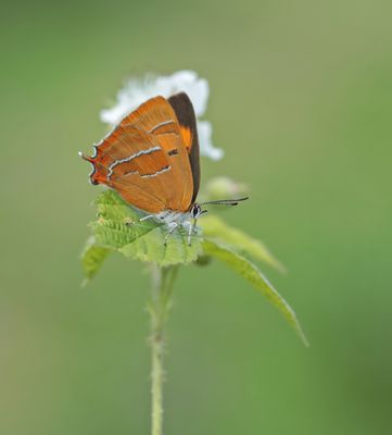 Sleedoornpage / Brown Hairstreak