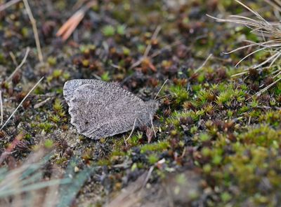 Kleine Heivlinder / Tree Grayling