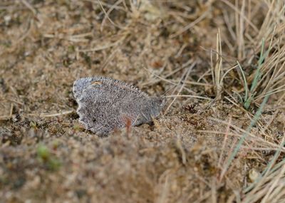 Kleine Heivlinder / Tree Grayling