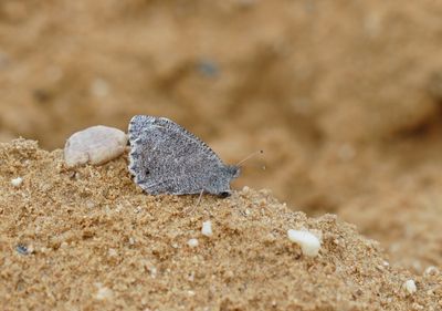 Kleine Heivlinder / Tree Grayling