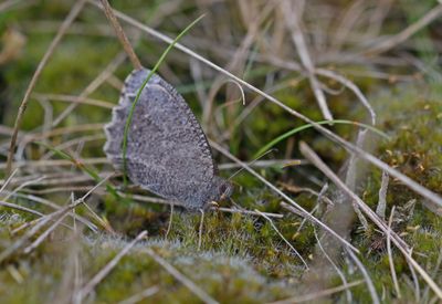 Kleine Heivlinder / Tree Grayling
