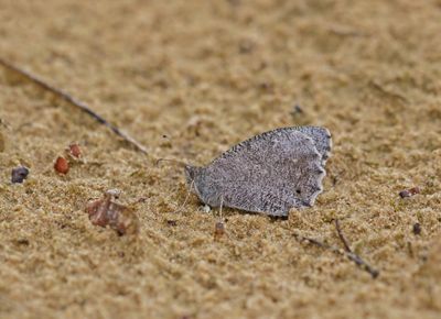 Kleine Heivlinder / Tree Grayling