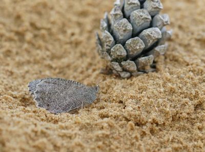 Kleine Heivlinder / Tree Grayling