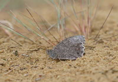 Kleine Heivlinder / Tree Grayling