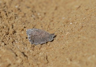:: Kleine Heivlinder / Tree Grayling ::