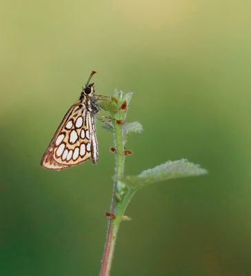 Spiegeldikkopje / Large Chequered Skipper