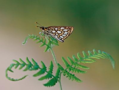 Spiegeldikkopje / Large Chequered Skipper