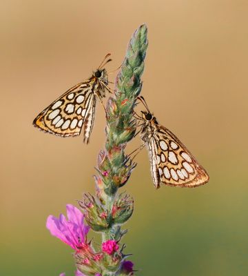 Spiegeldikkopje / Large Chequered Skipper