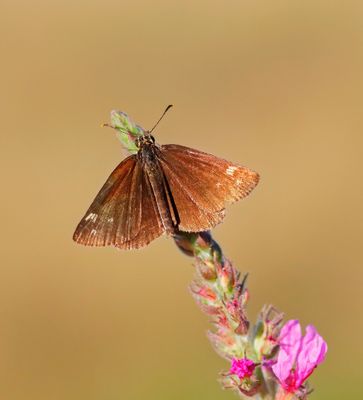 Spiegeldikkopje / Large Chequered Skipper