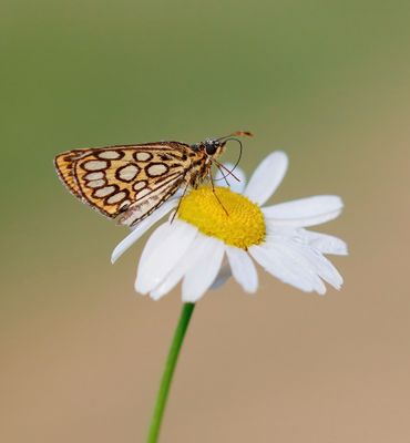 Spiegeldikkopje / Large Chequered Skipper