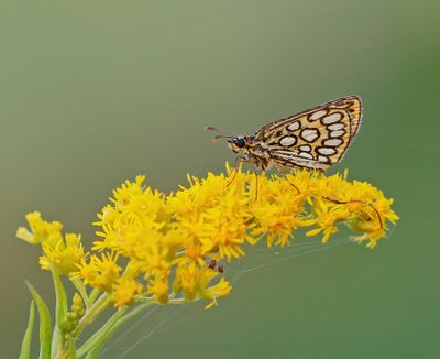 Spiegeldikkopje / Large Chequered Skipper